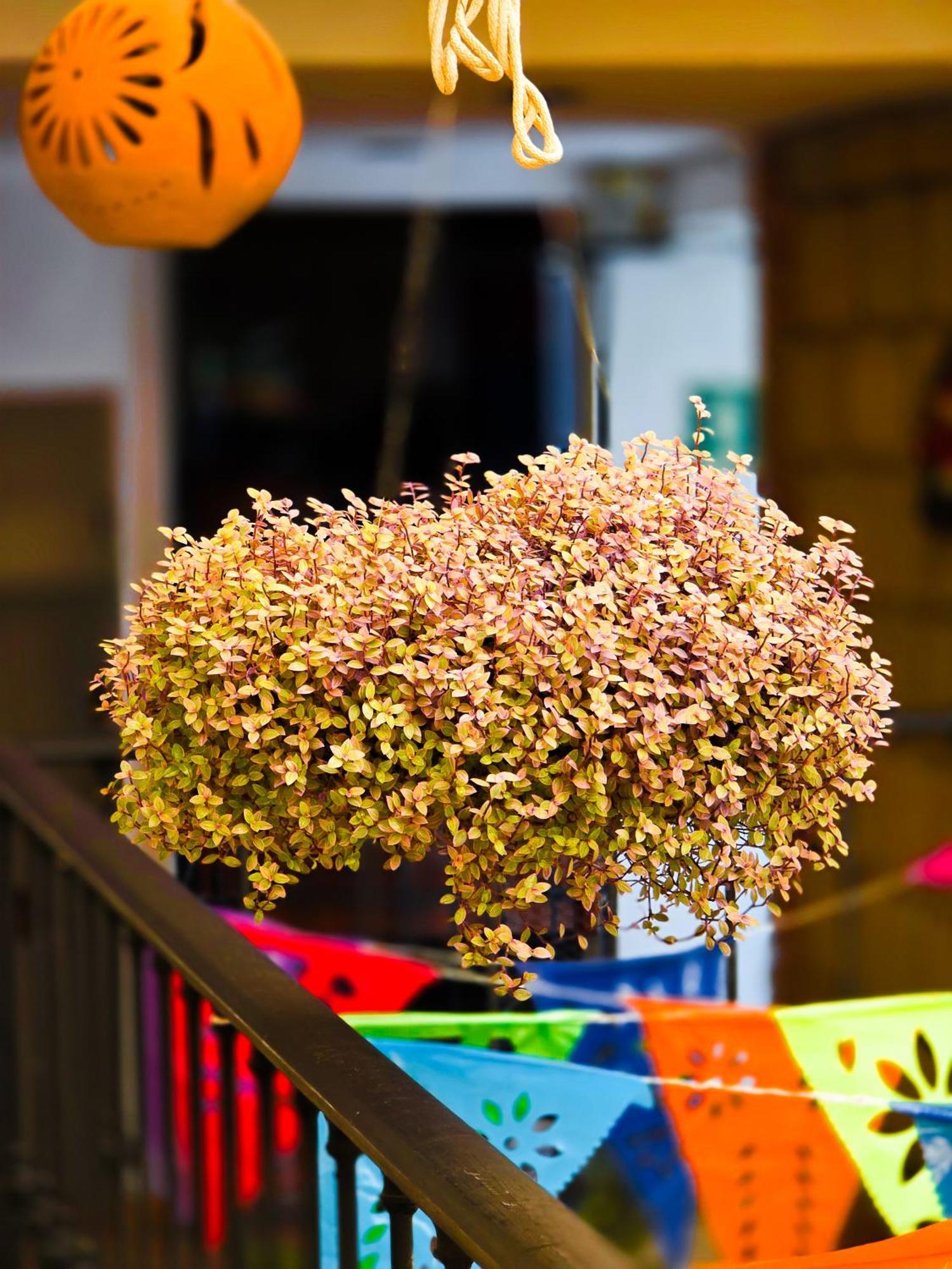Hotel Villa Esmeralda Tuxtla Gutiérrez エクステリア 写真